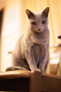 猫の種類は?性格まるわかりチェック_01