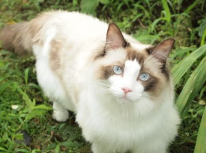 猫の種類は?性格まるわかりチェック_04