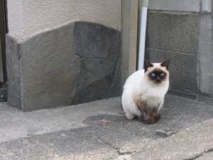猫の種類は?性格まるわかりチェック_03