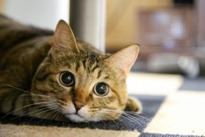 猫が「うー」と唸る理由は？その鳴き声に隠されたサイン