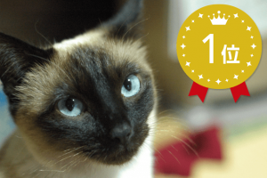 最も賢い猫の種類は 頭の良い猫ランキングトップ5
